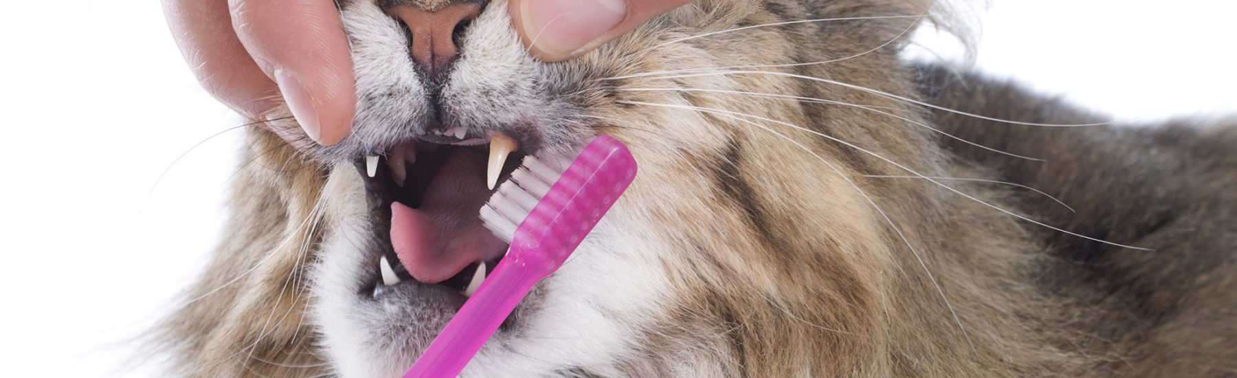 Cat getting its teeth brushed