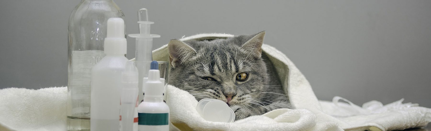 Cat covered in a towel and lying down next to a syringe and containers