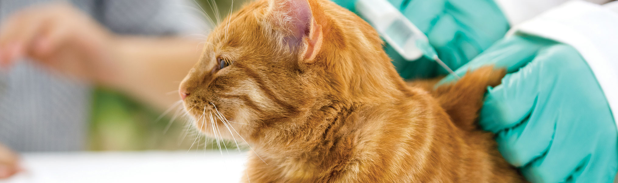 Cat Vaccinations Feline Shots Treatments Clappison Animal Hospital