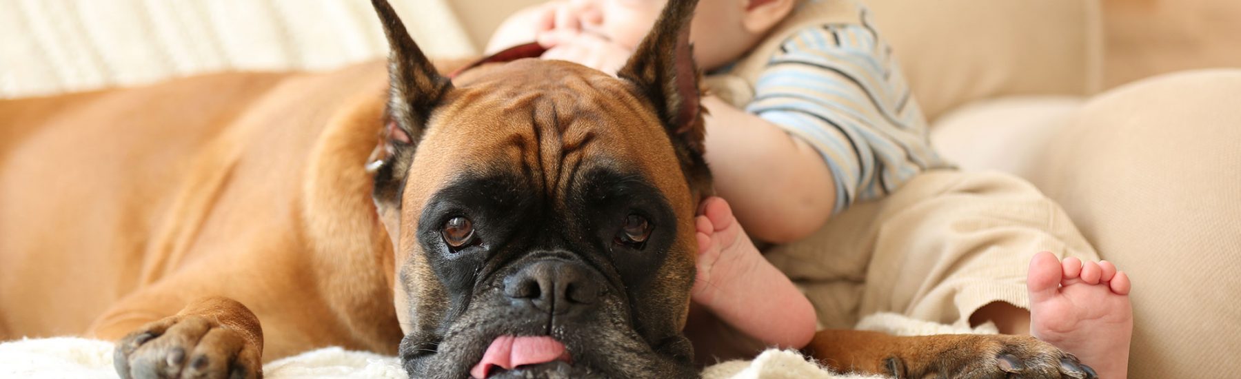 Dog lying down next to a baby