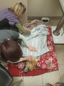 Baxter the dog recovering from dental procedure