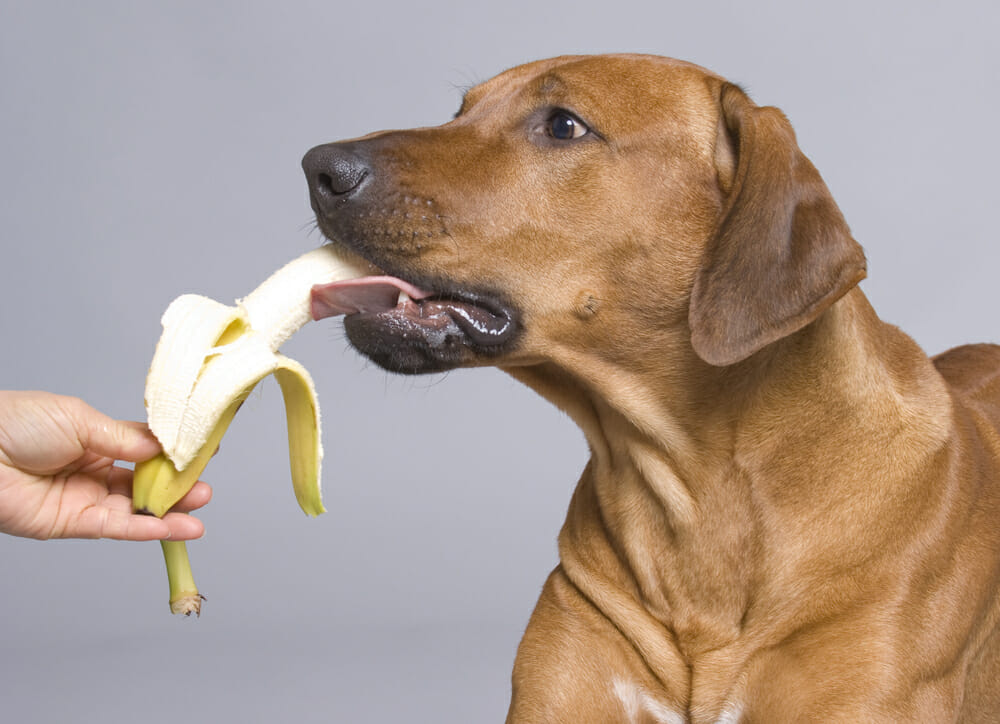 Dog eating a banana