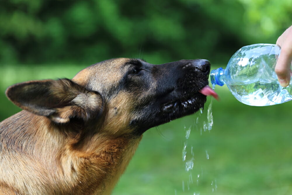 Dog drinking water from a water bottle