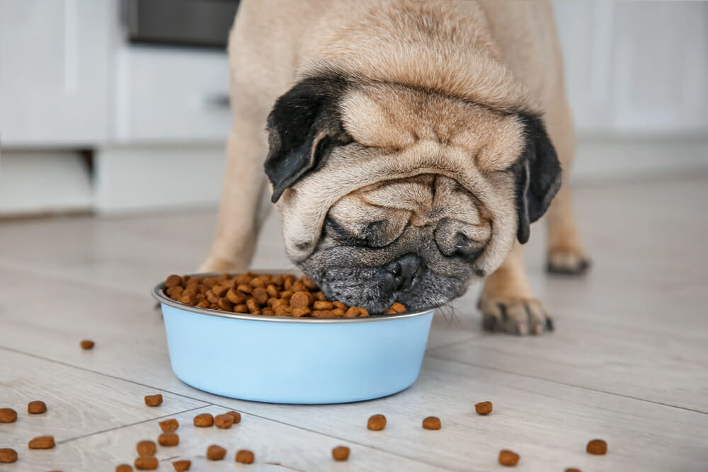 Pug eating from a bowl