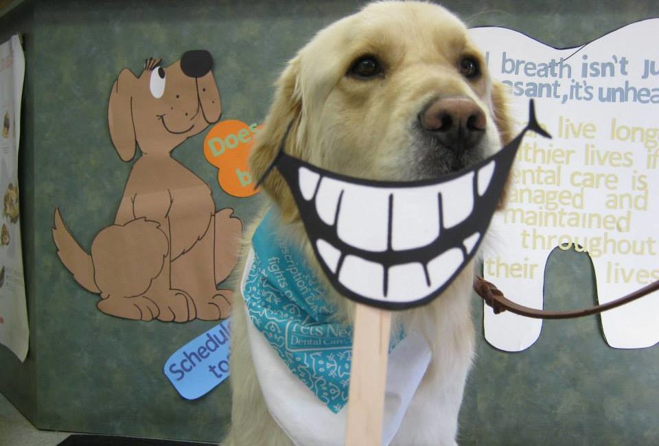Brigadier the dog with smiling teeth icon in front of it