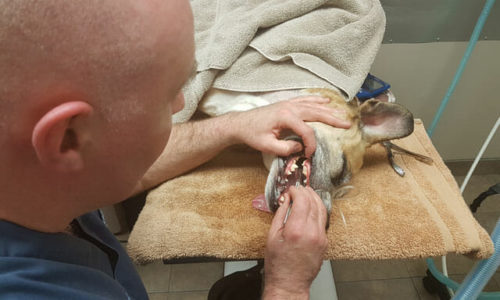 Dr. Longridge performing a dental cleaning procedure on Baxter the dog