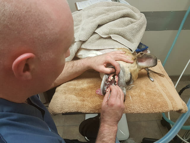 Dr. Longridge performing a dental cleaning procedure on Baxter the dog