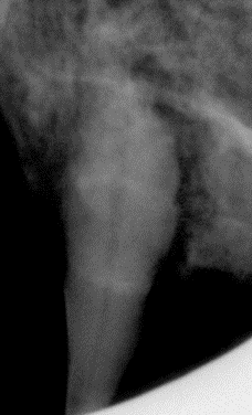 Radiograph of Brayden the Cat