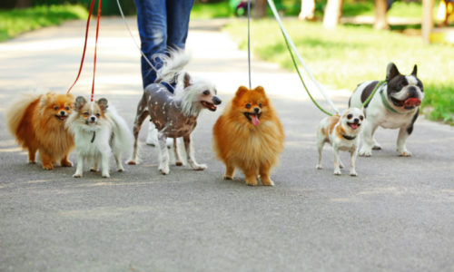 Dogs on leashes