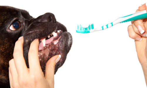 Dog with human holding a toothbrush