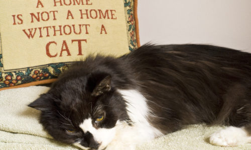 Cat lying in front of a pillow with the text A Home is not a Home without a cat