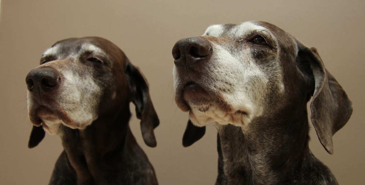 Two senior dogs looking up