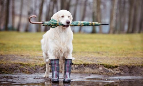 Dog wearing rain boots and holding an umbrella