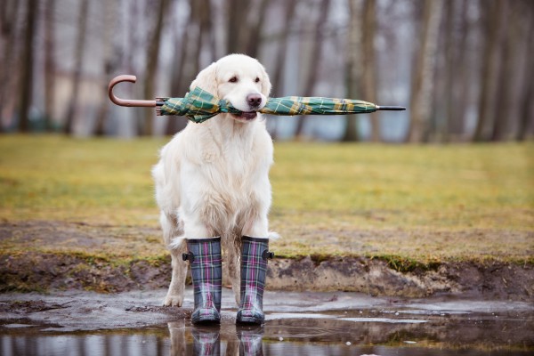 Dog wearing rain boots and holding an umbrella