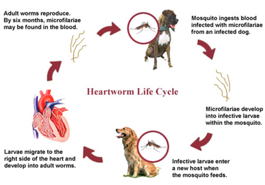 Heartworm life cycle