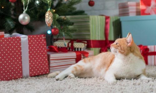 cat banner holiday