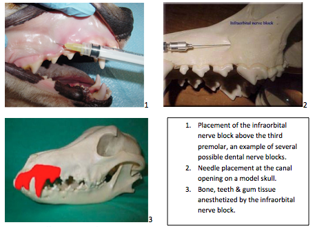 Examples of dental nerve blocks for dogs