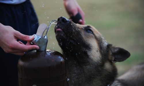 Dog drinking water from the water fountain