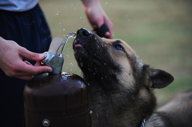 Dog drinking water from the water fountain