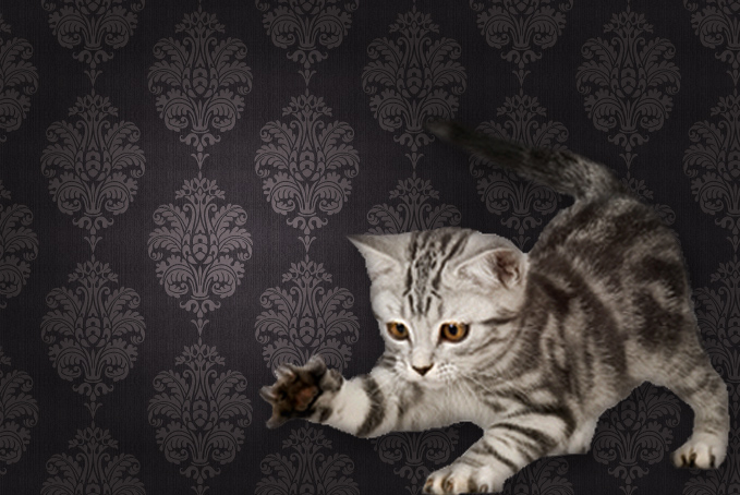 Kitten against a brown pattern wallpaper background