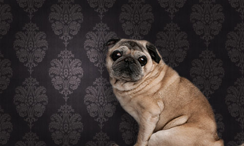 Pug against a brown pattern wallpaper background