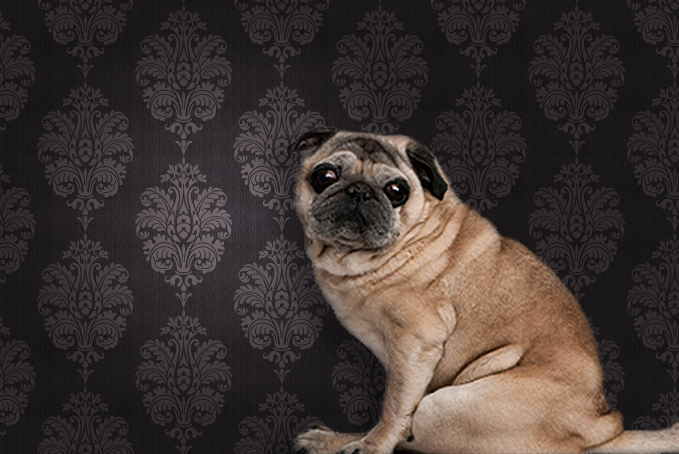 Pug against a brown pattern wallpaper background