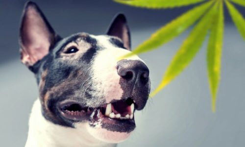 Dog next to a cannabis leaf