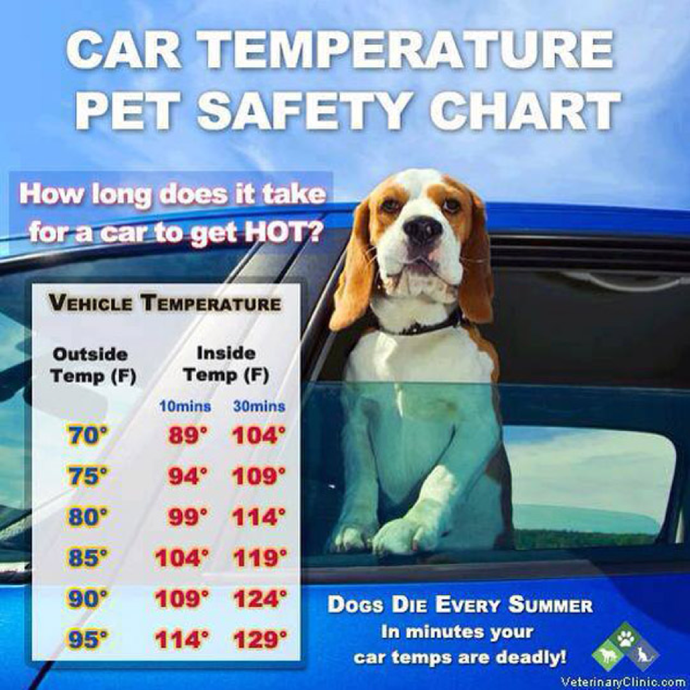 car temperature safety pets