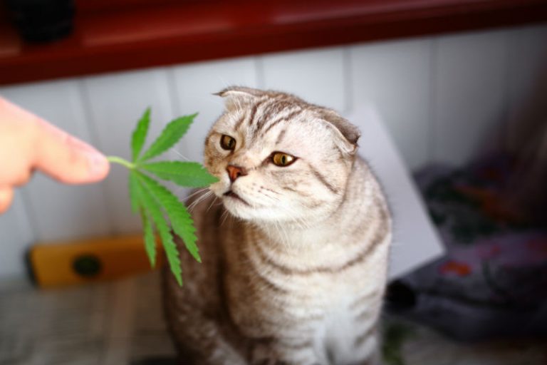 Cat smelling a cannabis leaf
