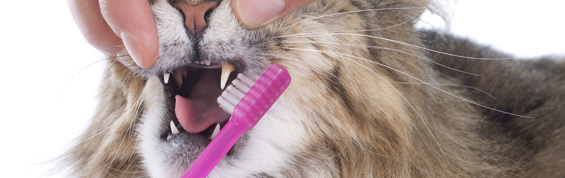 Cat getting its teeth brushed