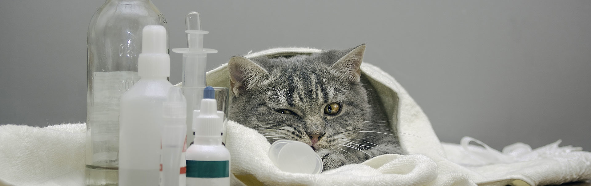 Cat covered in a towel and lying down next to a syringe and containers