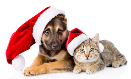 Dog and cat wearing Santa hats