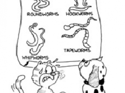 Drawing of cat and dog looking at different types of worms