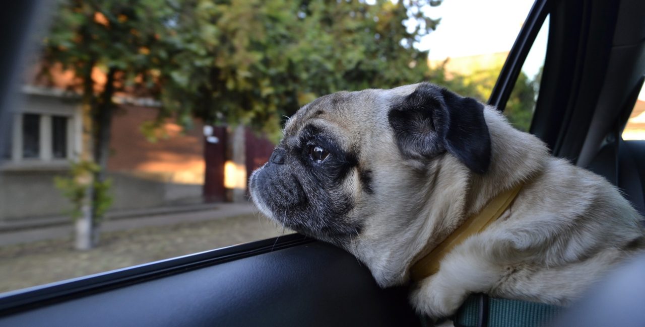 Dog in a car looking out the window