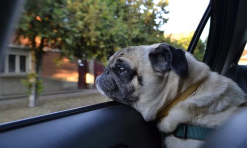 Dog in a car looking out the window