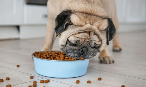 Pug eating from a bowl