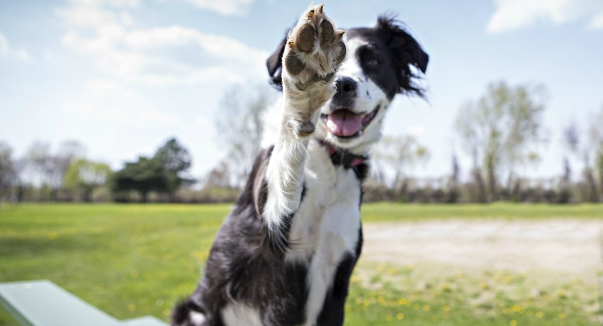Dog lifting front paw
