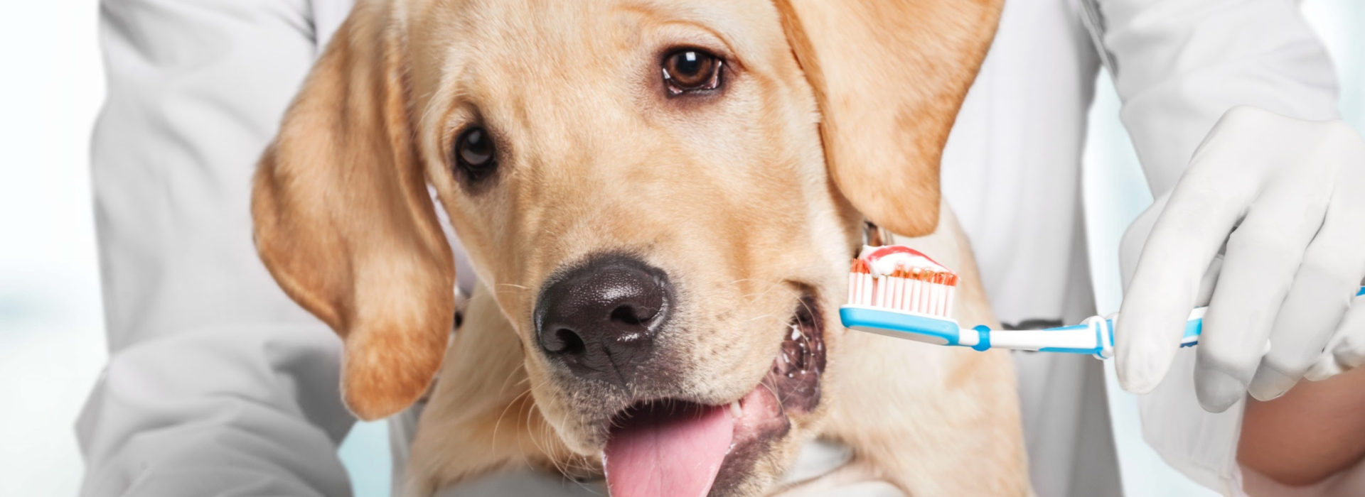 Dog and veterinarian holding a toothbrush