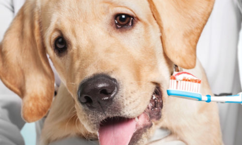 Dog and veterinarian holding a toothbrush