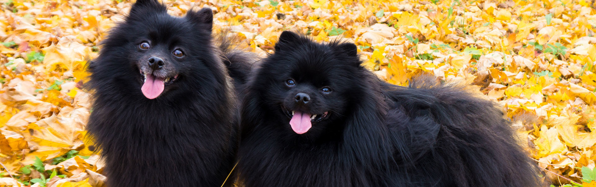 Two dogs outdoors surrounded by fall leaves