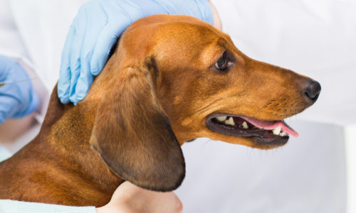 Veterinarian giving an injection to a dog