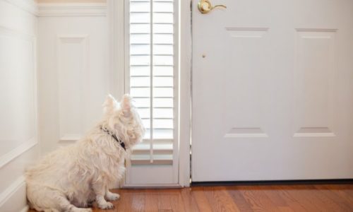 dog-barks-at-door-bell