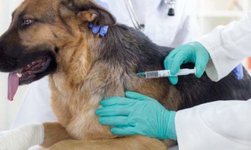 rabies-blog-vaccination