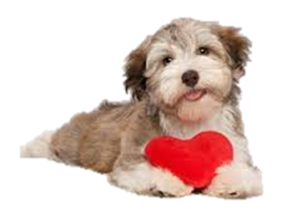 Dog with a heart-shaped object