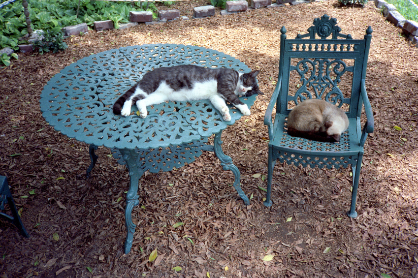 Cats lying on outdoor furniture