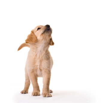 Puppy looking up against a white background