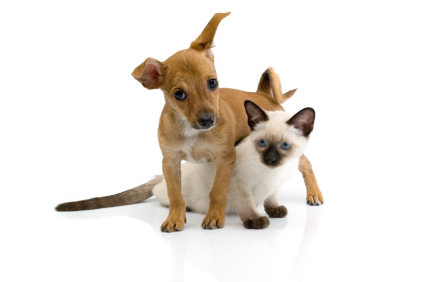 Puppy and kitten against a white background