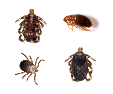 Different types of ticks