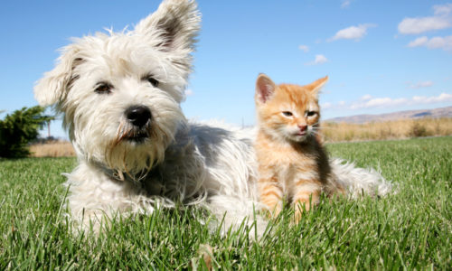 Dog and cat sitting on grass
