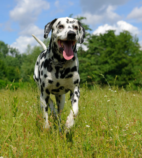 Dalmatian dog outdoors in the summer